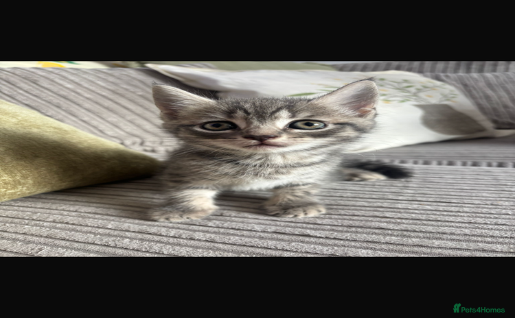 British Shorthair cats - Advert 14