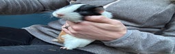 Guinea Pig rodents for sale: 2 beautiful baby girl guinea pigs - Advert 4