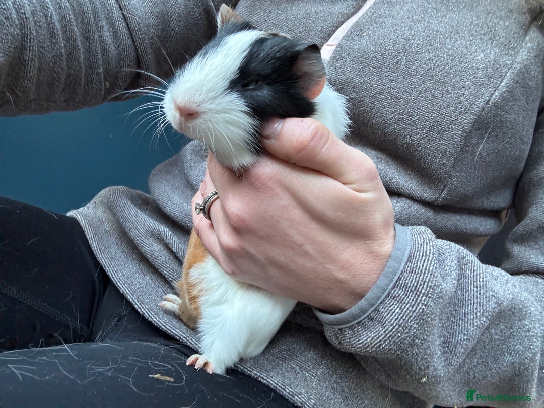 Guinea Pig rodents for sale: 2 beautiful baby girl guinea pigs - Advert 4