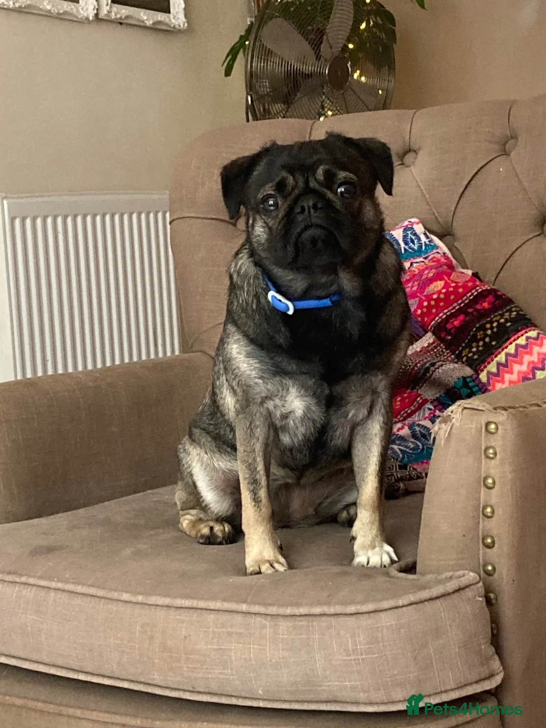 Pug dogs for sale: 1 year old pug pup in Bishop's Stortford - Advert 1