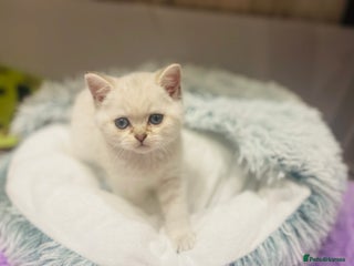 British Shorthair cats British shorthairs - Advert 2