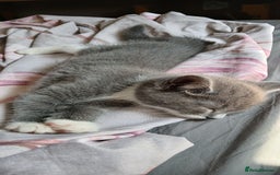 Mixed Breed cats for sale: 2x playful, gorgeous male kitten's for sale  - Image 3