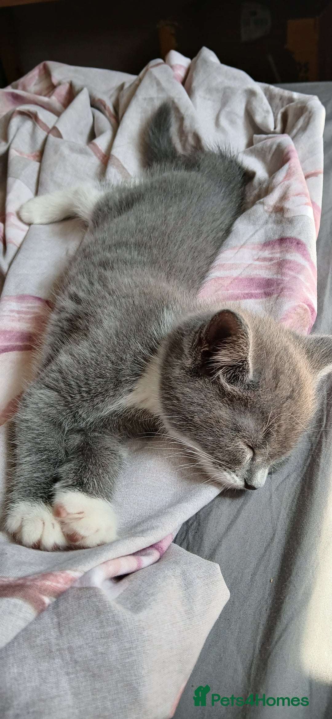 Mixed Breed cats for sale: 2x playful, gorgeous male kitten's for sale  - Image 3