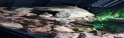Python Snake reptiles for sale: Ball python in Keighley - Advert 3