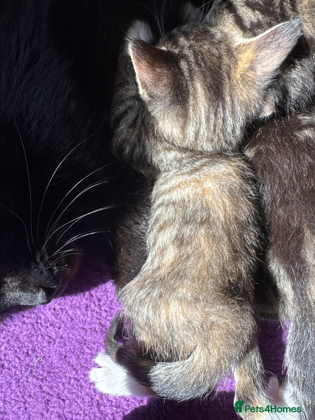 Mixed Breed cats for sale: Gorgeous kittens ready to leave in 3 weeks!  - Advert 6