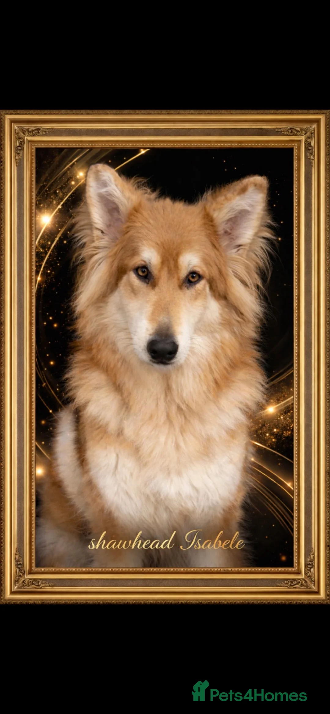German Shepherd dogs for sale: Shawhead Shepherds  - Advert 34