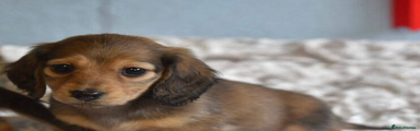 Miniature Dachshund Puppy 1