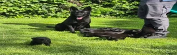 Sheprador dogs for sale: Sheprador puppys - Advert 8
