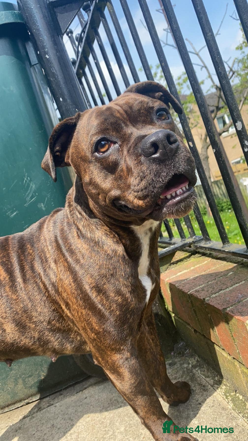 Mixed Breed dogs Roxy Cane corso cross staffy - Advert 1