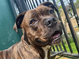 Mixed Breed dogs Roxy Cane corso cross staffy - Advert 1