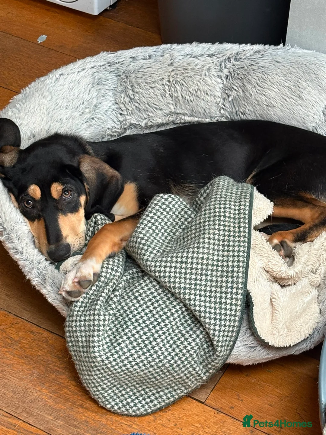 Mixed Breed dogs for adoption: Chrissie  in Newton Abbot - Advert 1