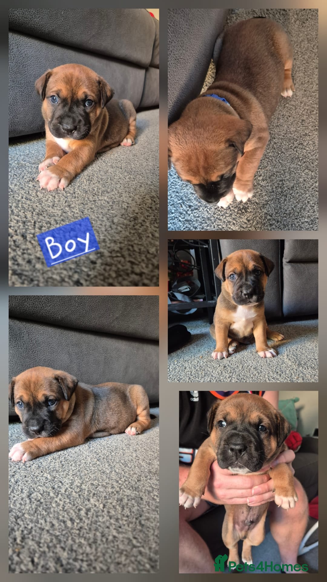 Mixed Breed dogs for sale: Staffie cross sharpei  - Image 1