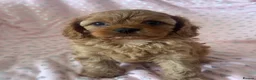 Cavapoo dogs for sale: 2 beautiful female cavapoos - Advert 16