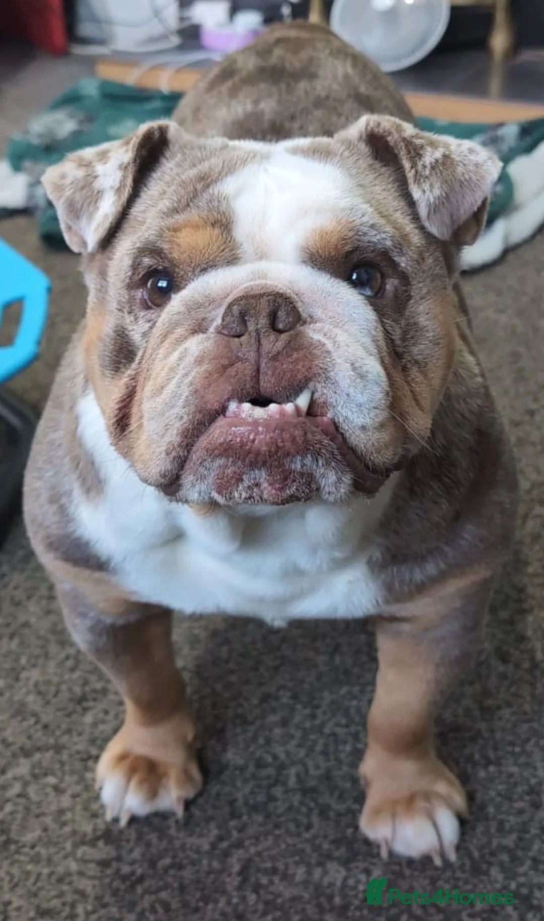 English Bulldog dogs for sale: English Bulldog Girl Seeking Loving Home! - Advert 2