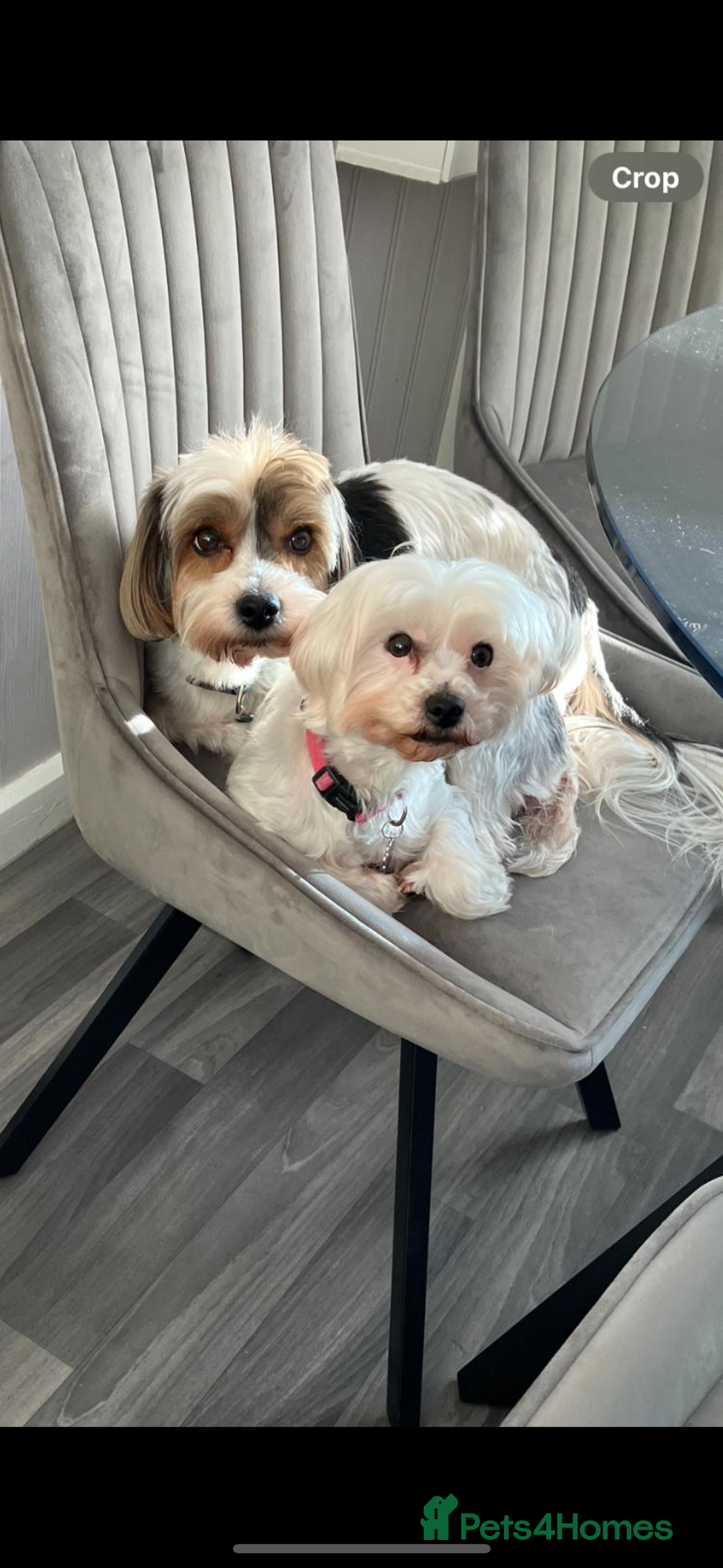 Biewer Terrier dogs for sale: Beautiful biewer terrier puppies 🩷 - Image 33