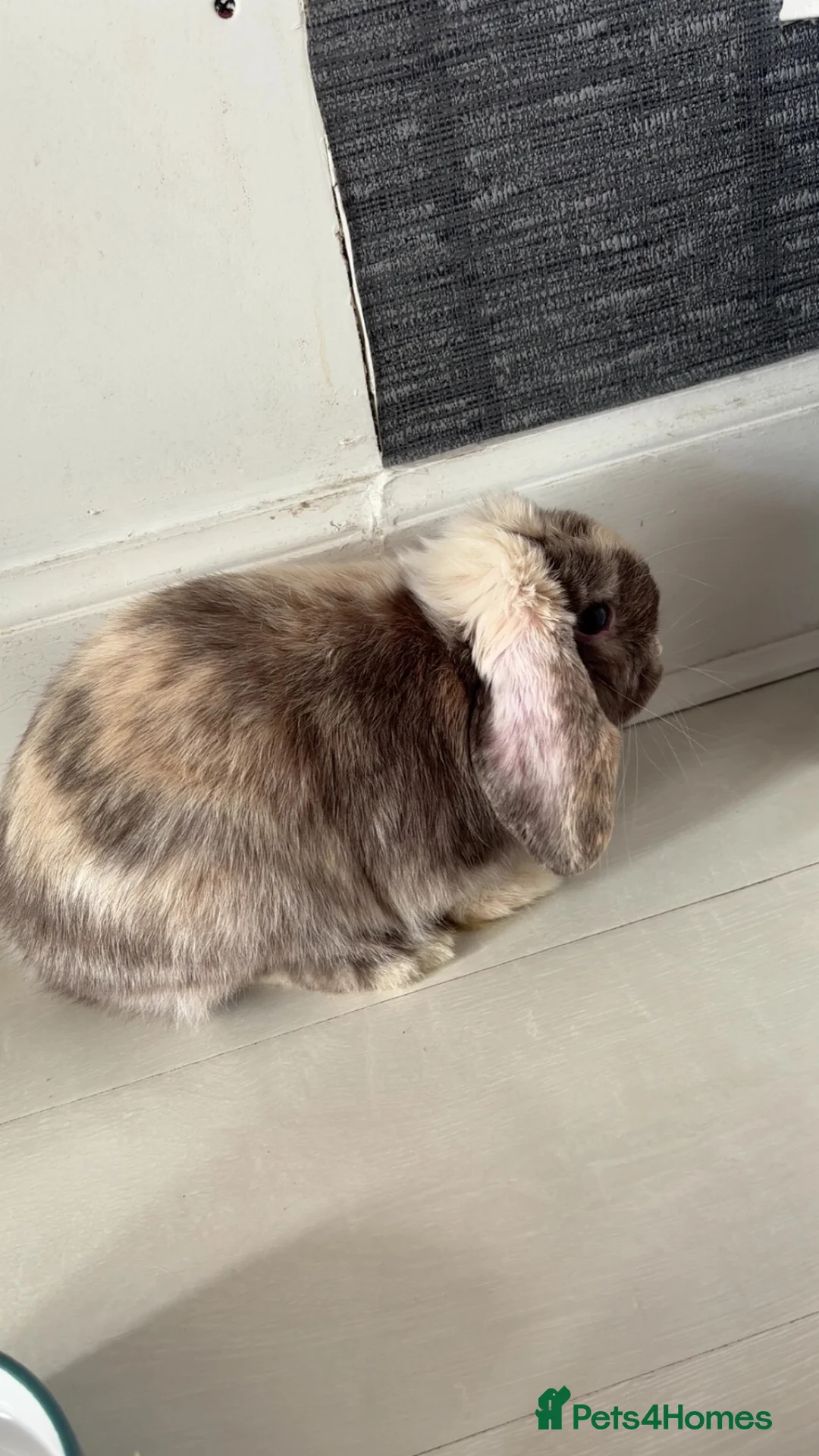 Mini Lop rabbits for sale: Mini lop for sale - cage food and accessories  in Wishaw - Advert 2