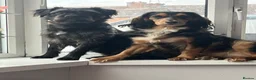 Mixed Breed dogs for sale: 3/4 cockapoo 1/4 frenchie  in Walsall - Advert 8