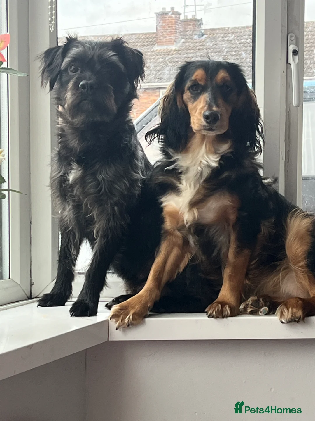 Mixed Breed dogs for sale: 3/4 cockapoo 1/4 frenchie  in Walsall - Advert 8