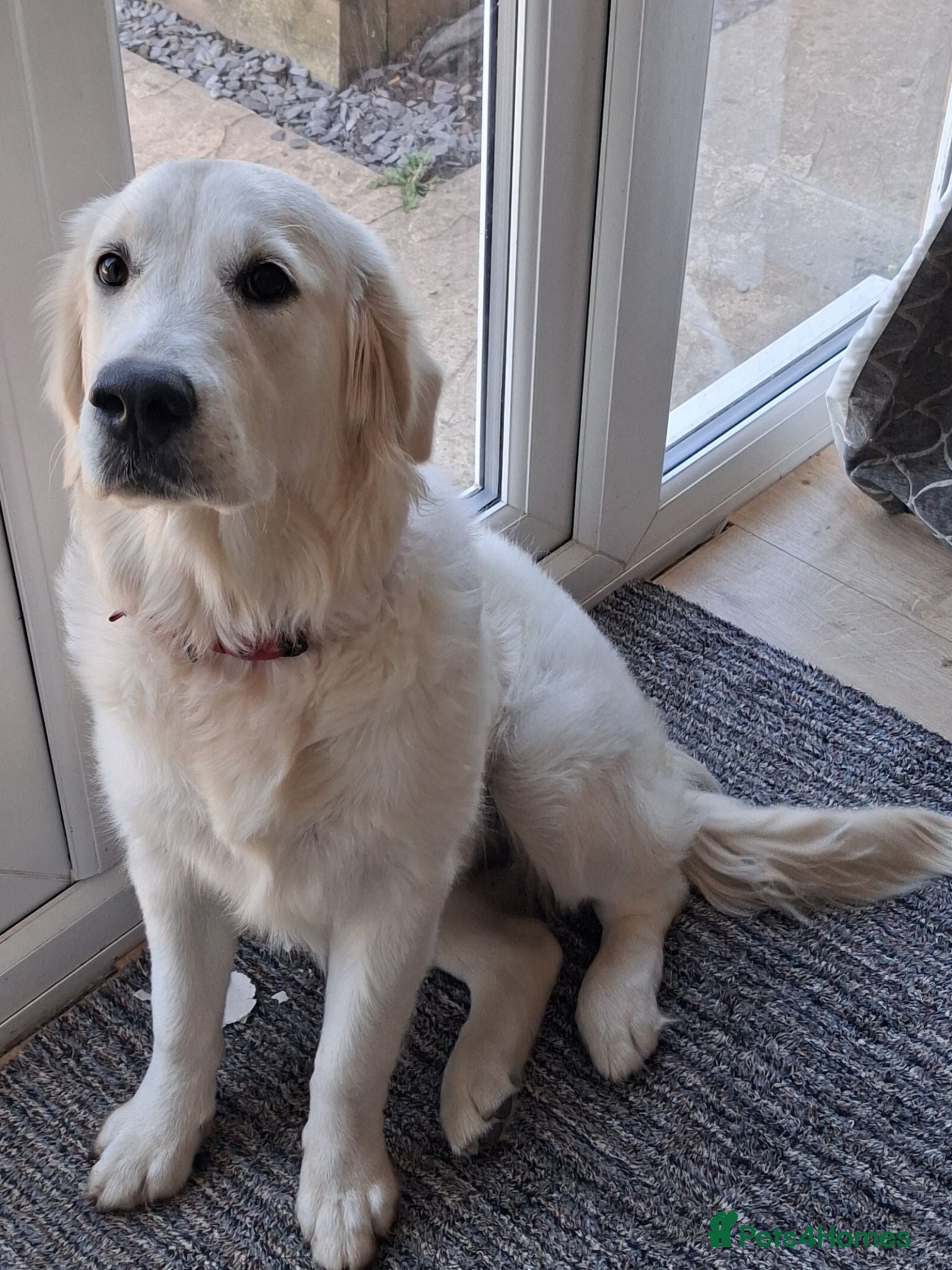 Golden Retriever dogs KC registered Golden Retreiver female - Advert 14