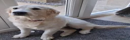 Golden Retriever dogs for sale: KC registered Golden Retreiver female - Advert 2