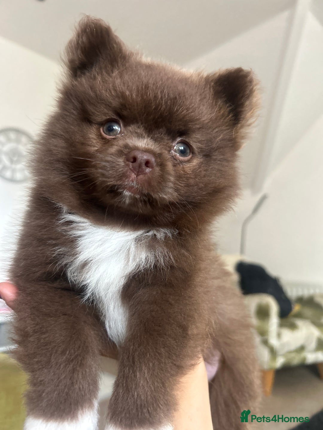 Pomeranian dogs for sale: 2 stunning boy Pomeranian pups ready in 1 week  - Image 17