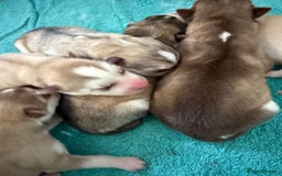 Siberian Husky dogs for sale: SIBERIAN HUSKY for sale ready to go 15th november - Image 3