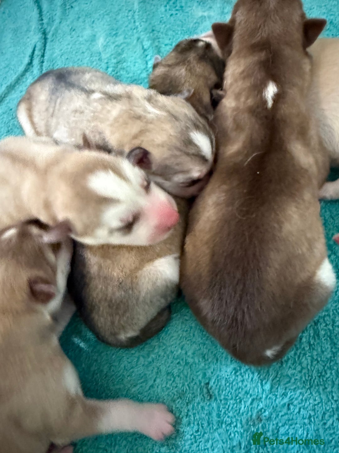 Siberian Husky dogs for sale: SIBERIAN HUSKY for sale ready to go 15th november - Image 3