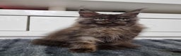 Maine Coon cats for sale: Beautiful Maine Coon Kittens - Advert 18