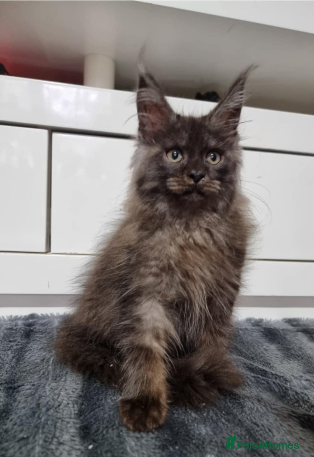 Maine Coon cats for sale: Beautiful Maine Coon Kittens - Advert 18