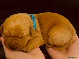 Labrador Retriever dogs Adorable Labrador/Retriever puppies. - Advert 1