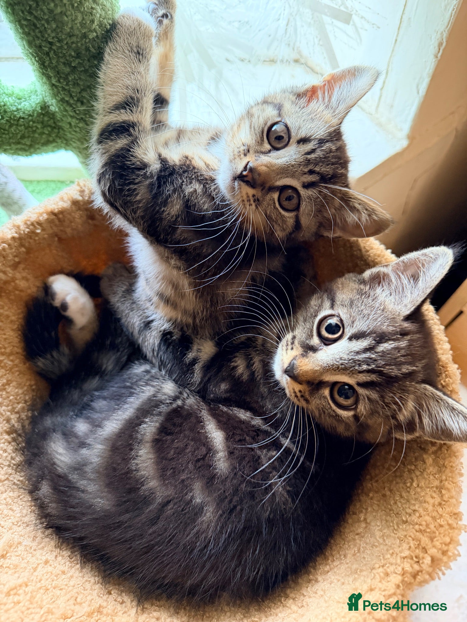 Scottish Fold cats Two Adorable Scottish Fold Male Kittens - Advert 4