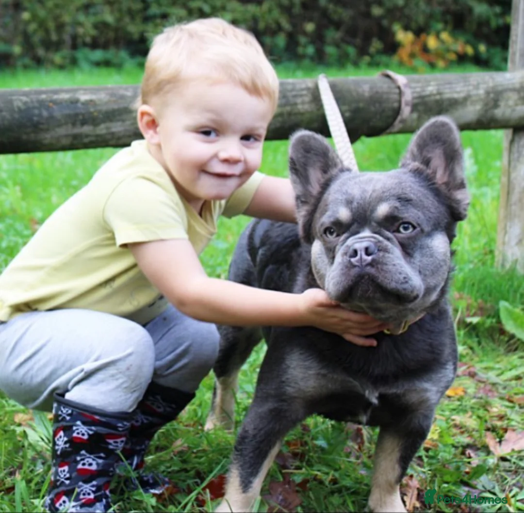 French Bulldog dogs for stud: FULL FLUFFY FRENCHIE KC REGISTERED Small compact  in Haywards Heath - Advert 4
