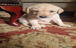Labrador Retriever dogs for sale: Labrador puppies looking for 5* homes - Image 15