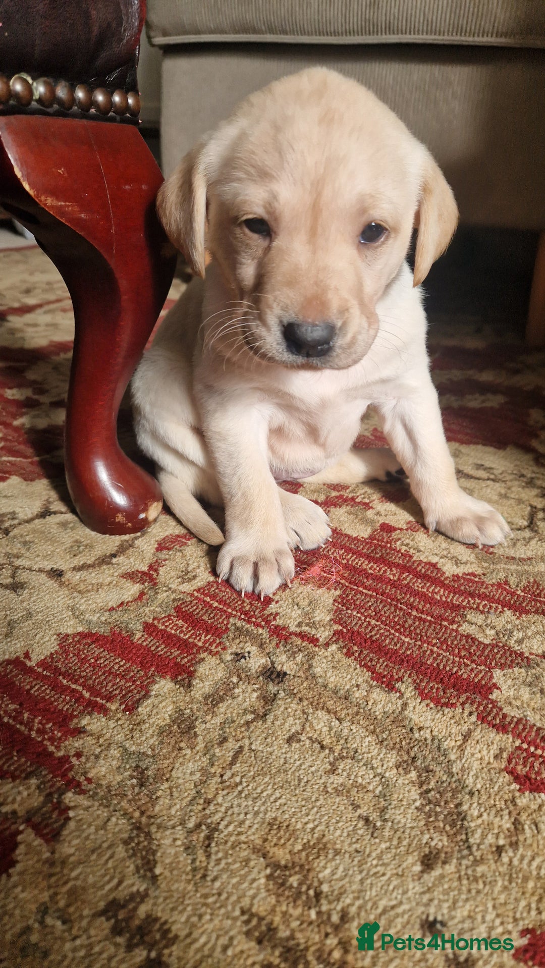 Labrador Retriever dogs for sale: Labrador puppies looking for 5* homes - Image 15
