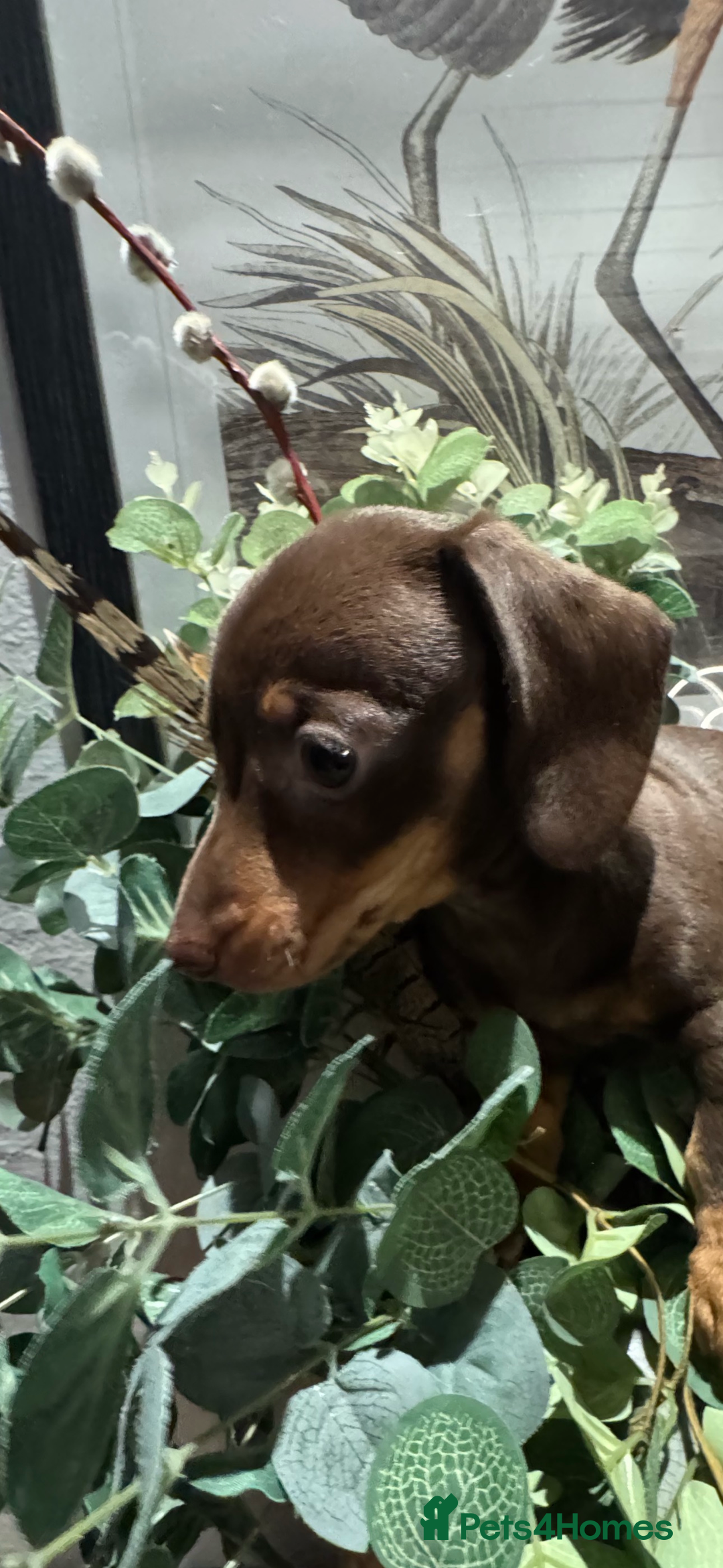 Miniature Dachshund dogs for sale: GORGEOUS TRUE MINIATURE DACHSHUND  - Image 2