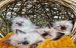 Ragdoll cats for stud: Ragdoll Stud Lilac Colour GCCF Active. in Sheffield - Image 5