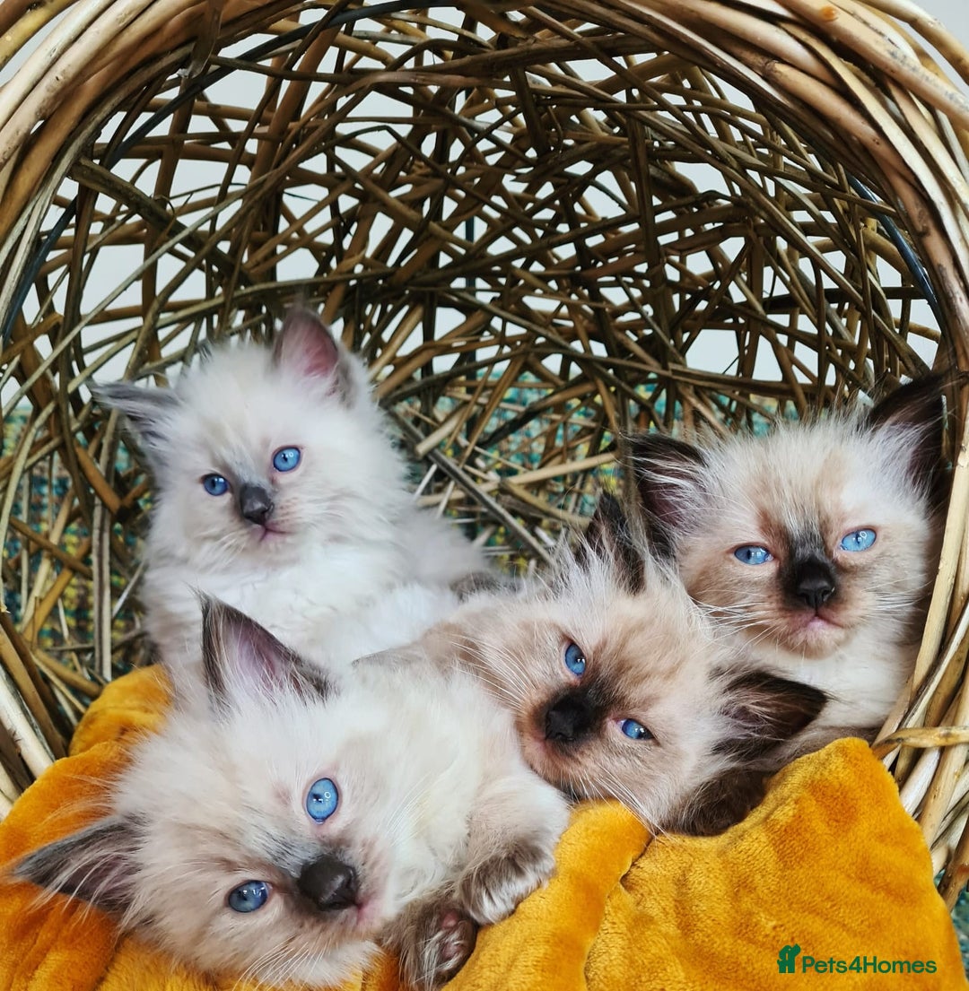 Ragdoll cats for stud: Ragdoll Stud Lilac Colour GCCF Active. in Sheffield - Image 5