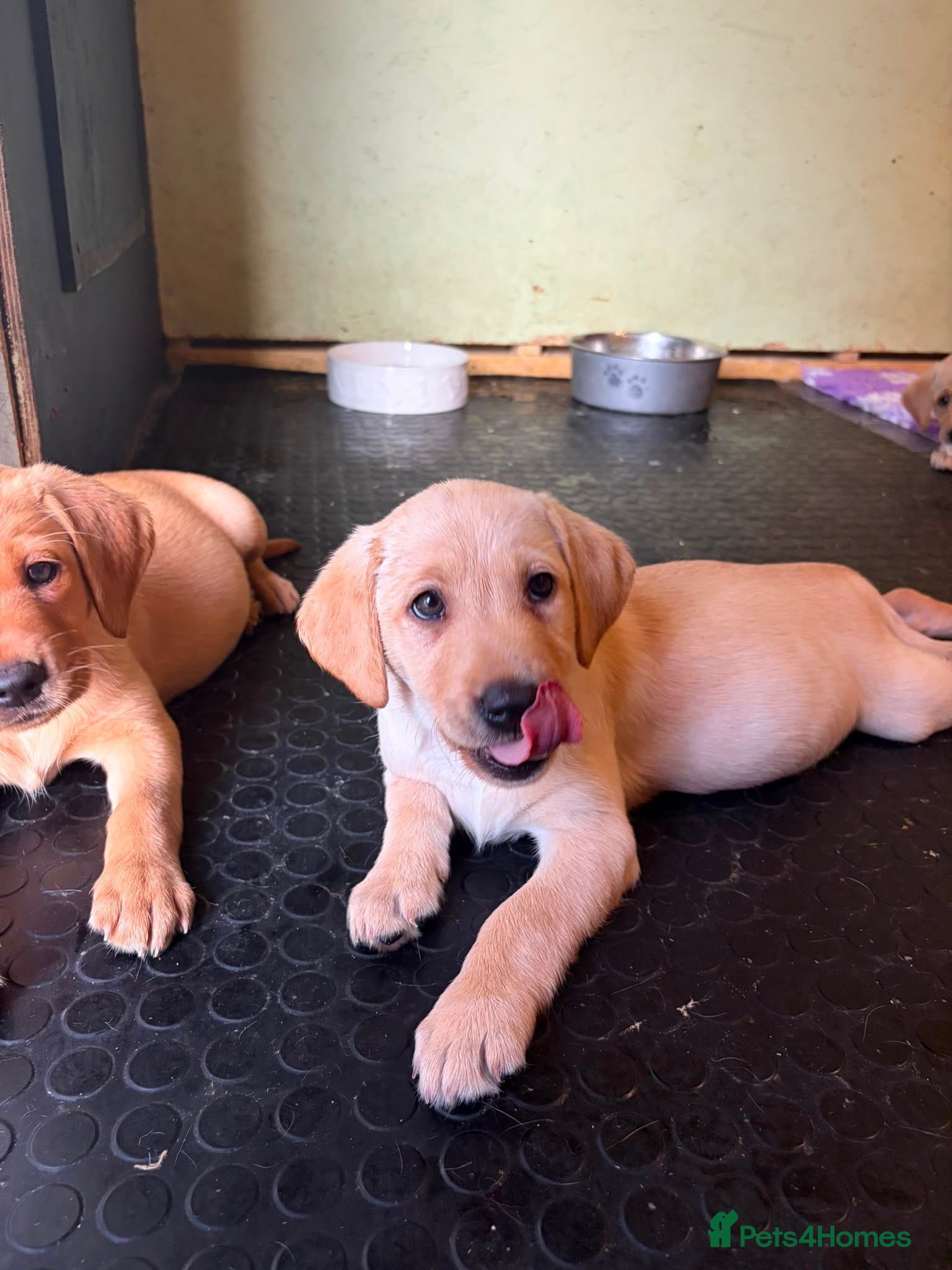 Labrador Retriever dogs READY NOW KC YELLOW & RED LABRADORS  - Advert 18