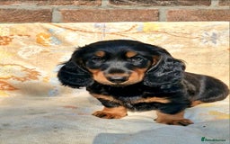 Dachshund dogs for sale: Long haired dachshund black and tan in Huddersfield - Image 1