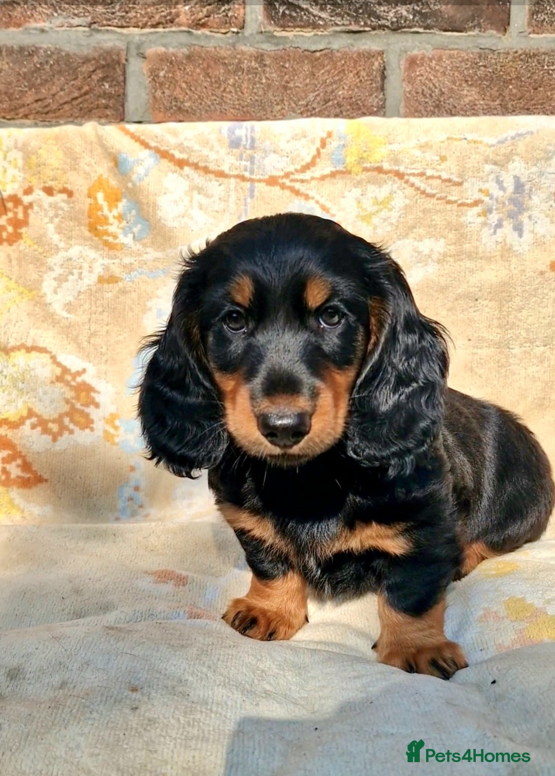 Dachshund dogs for sale: Long haired dachshund black and tan in Huddersfield - Image 1