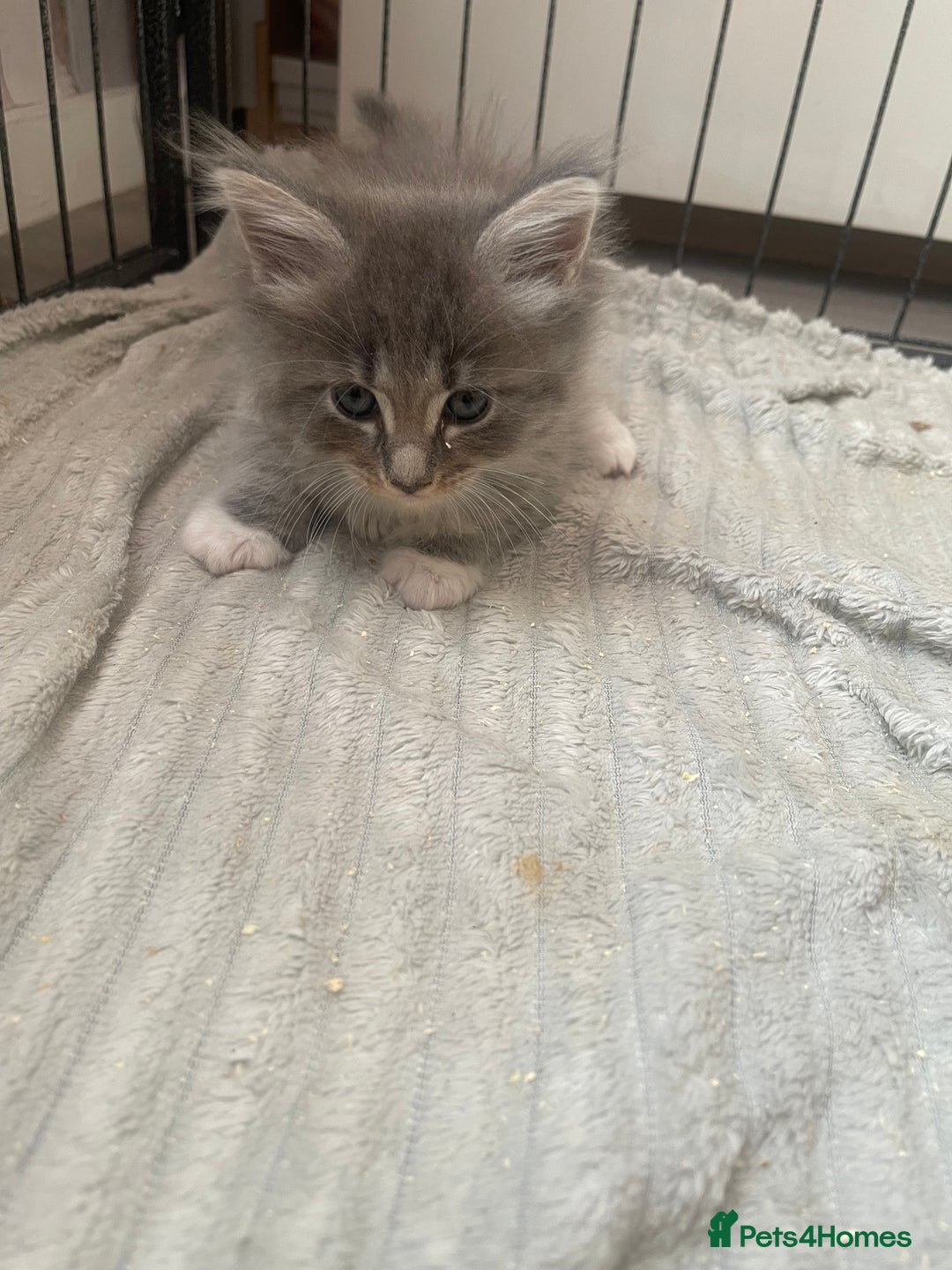 Maine Coon cats for sale: Maine coon mix - Image 3