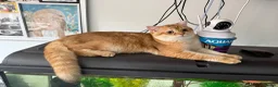British Shorthair cats for sale: GCCF registered BSH Chocolate Golden Kittens - Advert 10