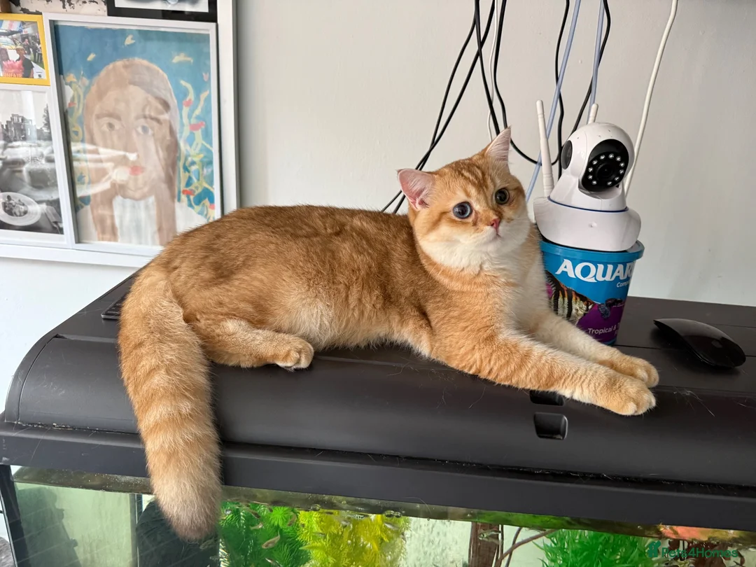 British Shorthair cats for sale: GCCF registered BSH Chocolate Golden Kittens - Advert 10