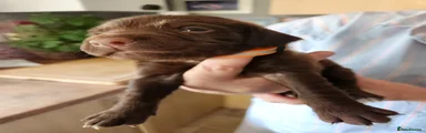Cockerdor 3