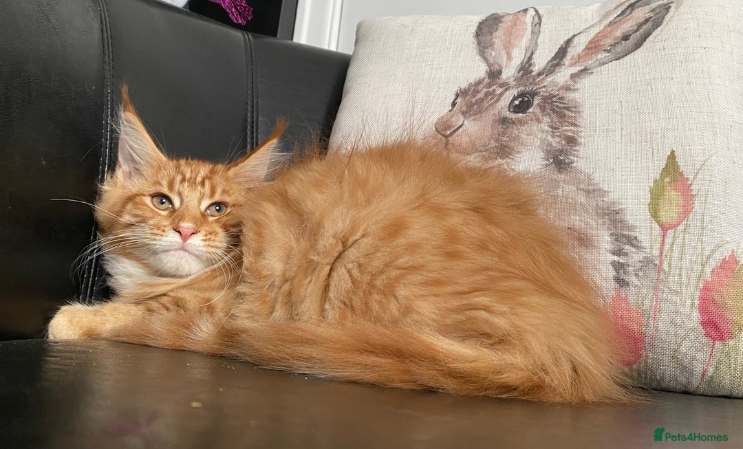 Maine Coon cats for sale: TICA reg Full Pedigree Red Tabby Maine Coon Kitten - Image 6
