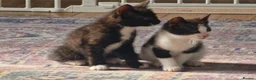 Mixed Breed cats for sale: 2 Kittens in urgent need of rehoming in Newport - Advert 4