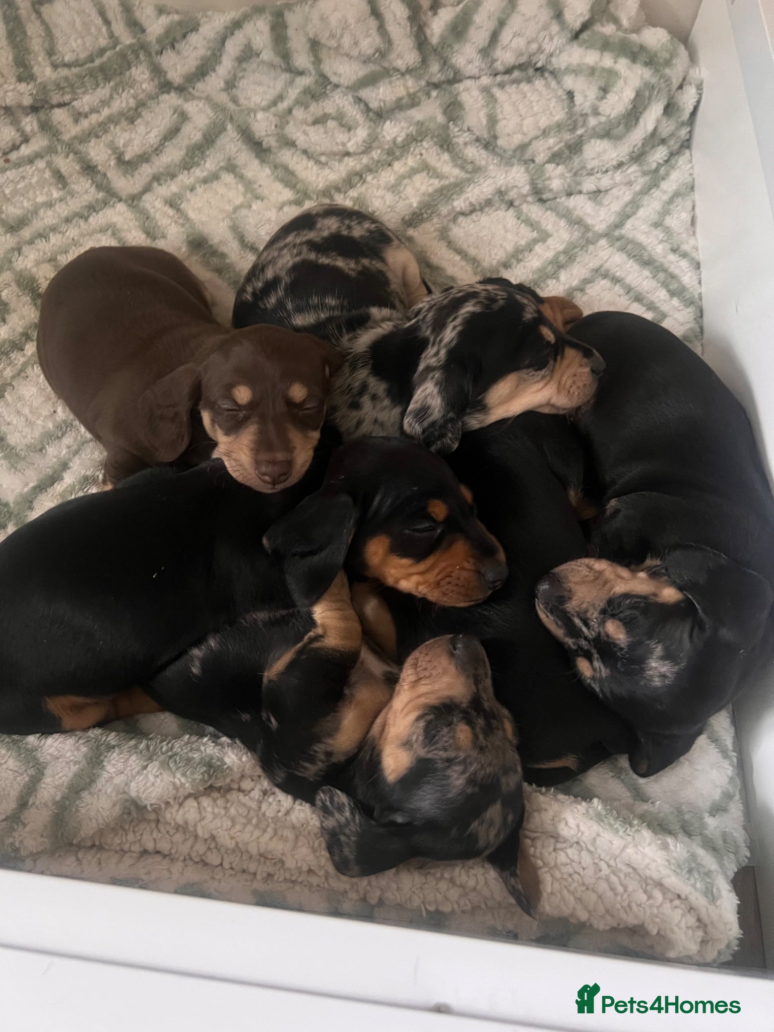 Miniature Dachshund dogs KC registered miniature dachshunds REDUCED - Advert 14