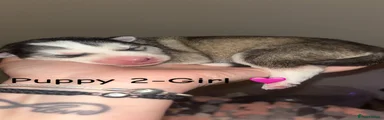 Siberian Husky 2