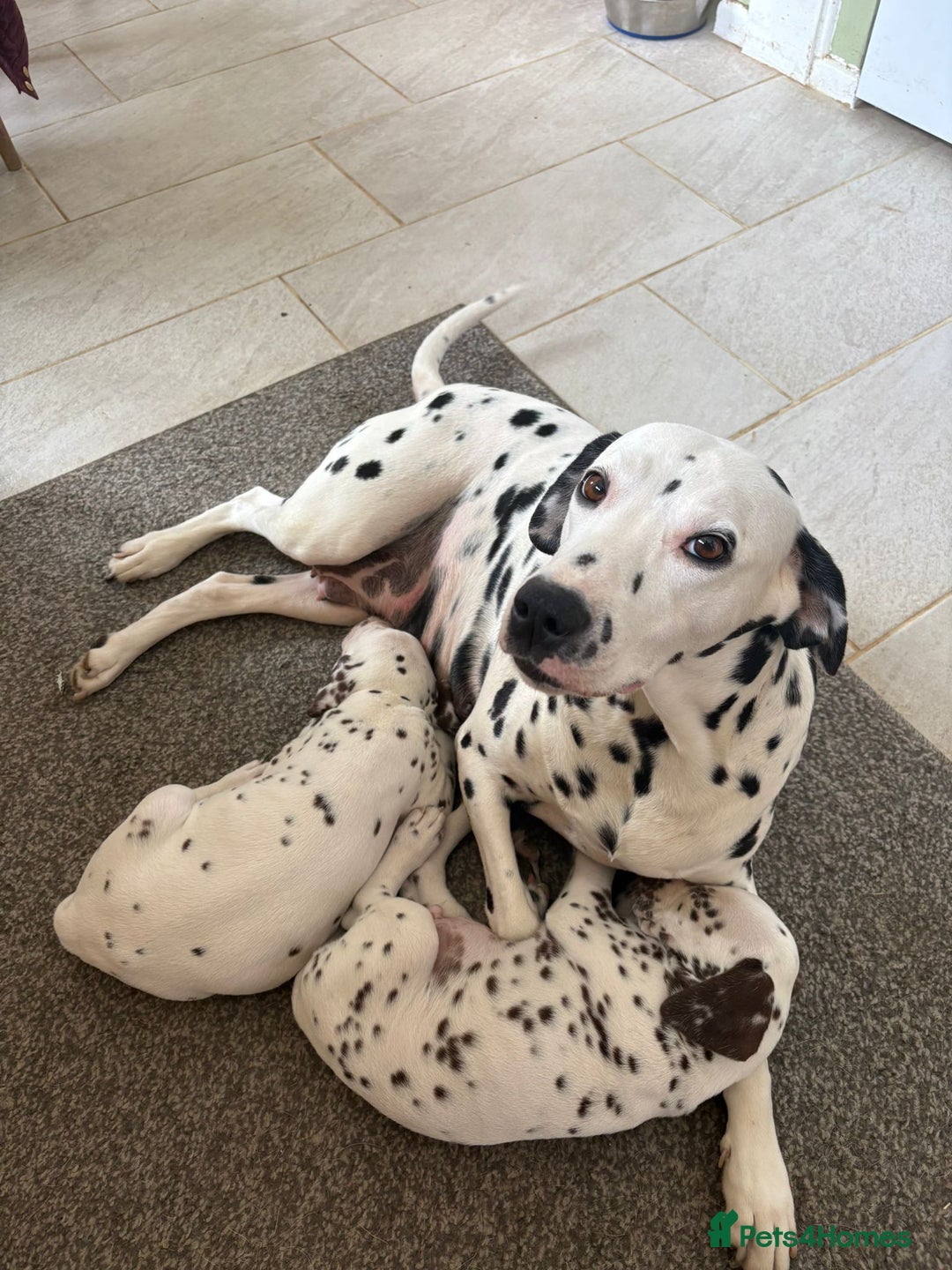 Dalmatian dogs for sale: 2 handsome chunky liver spotted boys  - Image 13