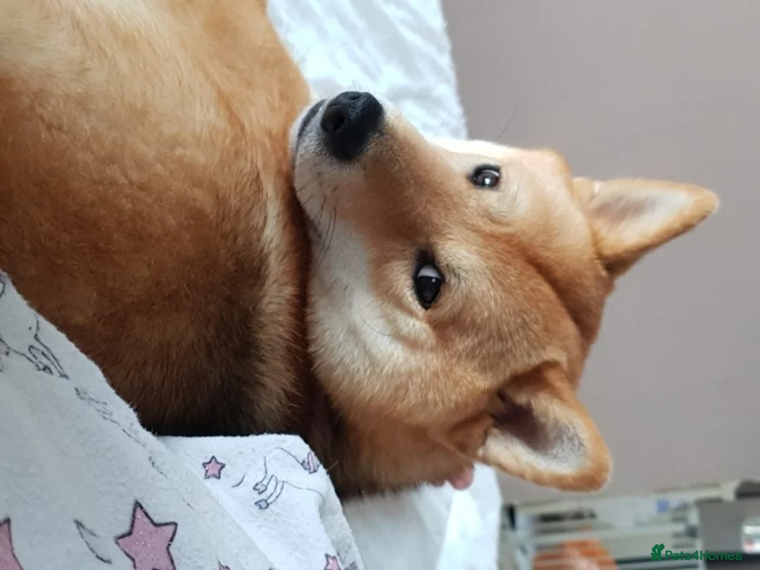 Japanese Shiba Inu dogs for stud: Proven, KC Registered, Shiba Inu Stud in Dewsbury - Advert 5